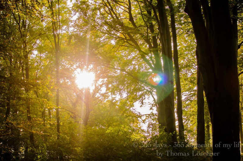 26.09.2015 Zauber Wald