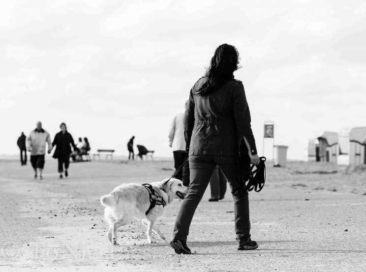 tom bloggt seinen alltag norddeich urlaub hunde hundeurlaub hundestrand strand