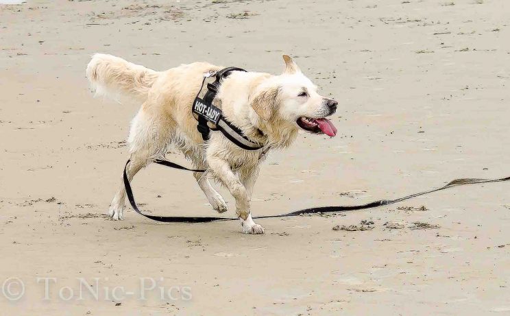 tom bloggt seinen alltag norddeich urlaub hunde hundeurlaub hundestrand strand