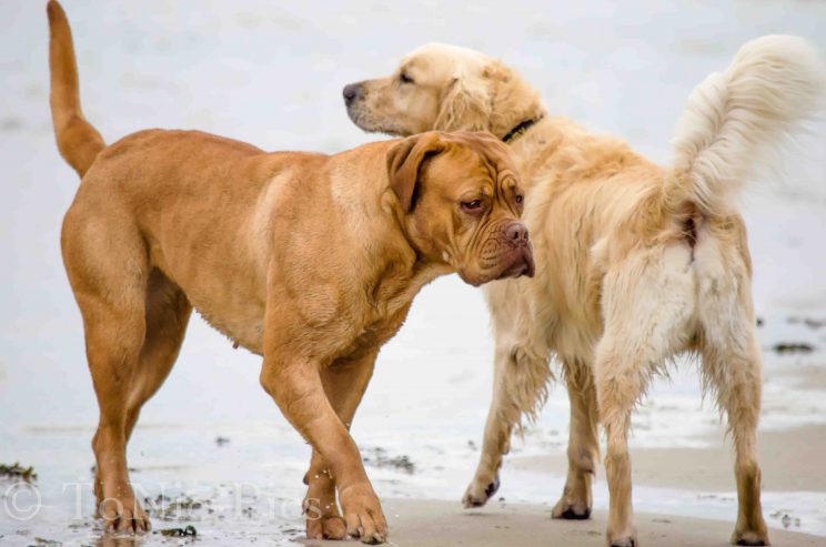 tom bloggt seinen alltag norddeich urlaub hunde hundeurlaub hundestrand strand