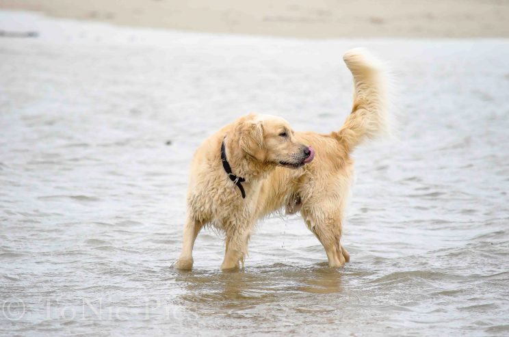tom bloggt seinen alltag norddeich urlaub hunde hundeurlaub hundestrand strand