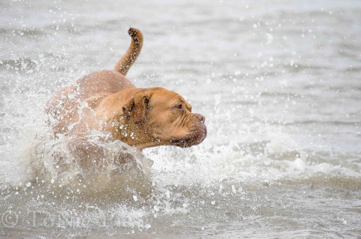 tom bloggt seinen alltag norddeich urlaub hunde hundeurlaub hundestrand strand