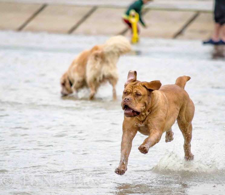 tom bloggt seinen alltag norddeich urlaub hunde hundeurlaub hundestrand strand