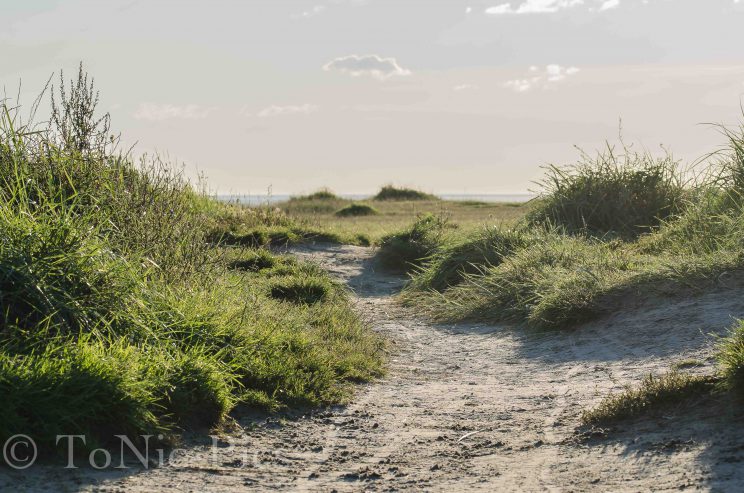 tom bloggt seinen alltag norddeich urlaub hunde hundeurlaub hundestrand strand